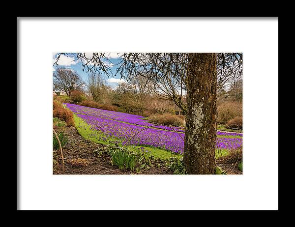 Northumberland Framed Print featuring the photograph Carpet of purple Crocus by David Head