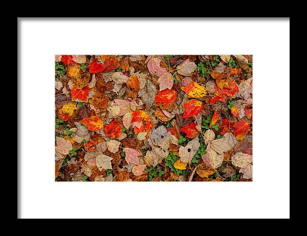  Framed Print featuring the photograph Carpet by Rodney Lee Williams