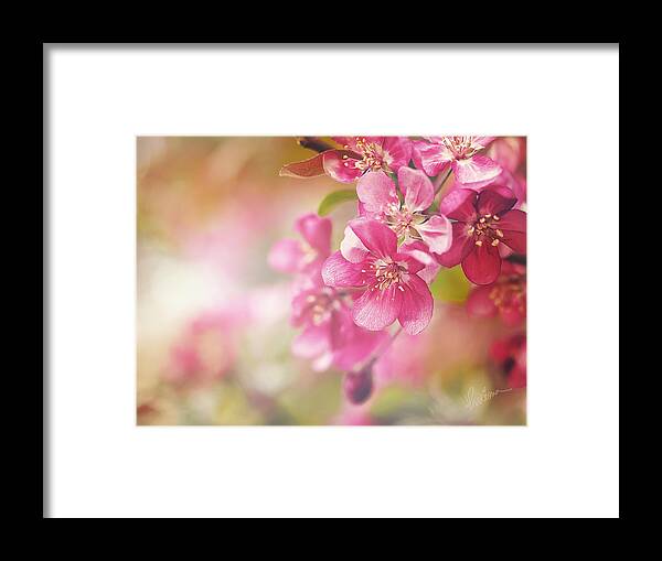 Crab Apple Framed Print featuring the photograph Cascade I by Kharisma Sommers