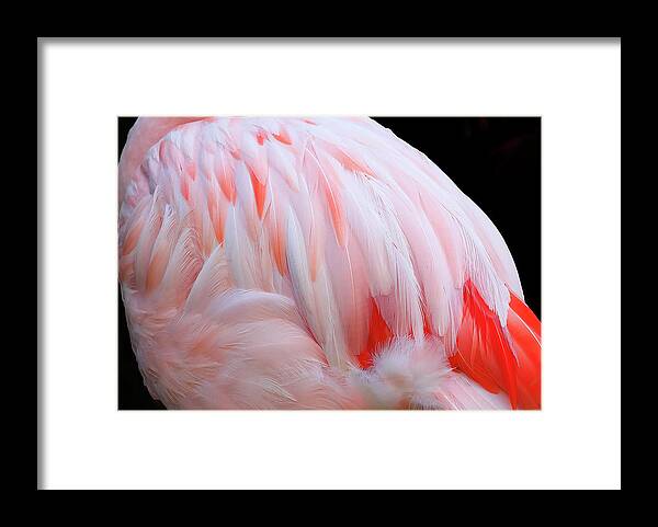 Feathers Framed Print featuring the photograph Cascading feathers by Elvira Butler