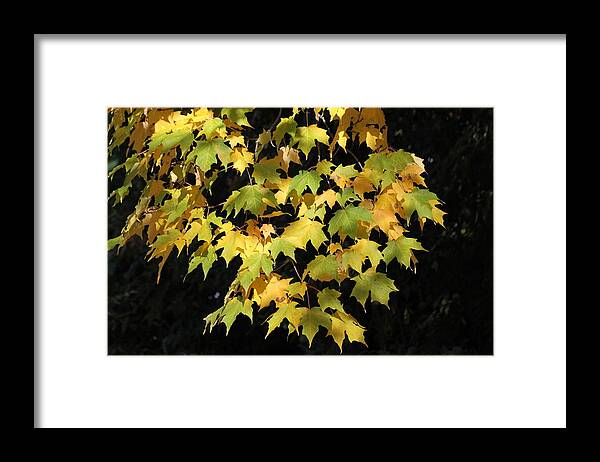 Leaves Framed Print featuring the photograph Cascading leaves by Doris Potter