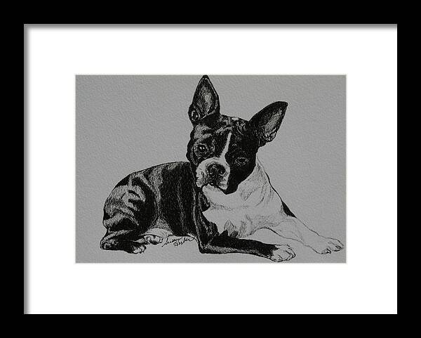 Boston Terrier Framed Print featuring the drawing Cashman by Susan Herber