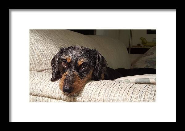 Dog Framed Print featuring the photograph Cassie by Judy Wanamaker