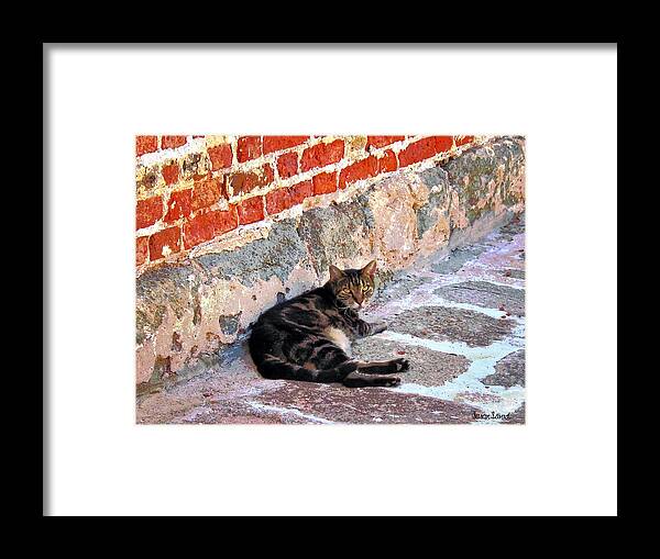 Cats Framed Print featuring the photograph Cat Against Stone by Susan Savad