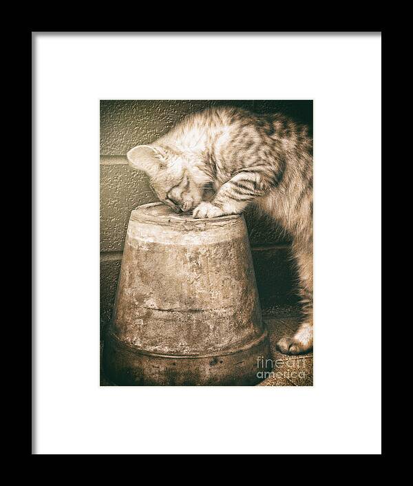 Pet Framed Print featuring the photograph Cat curiosity by Giuseppe Esposito