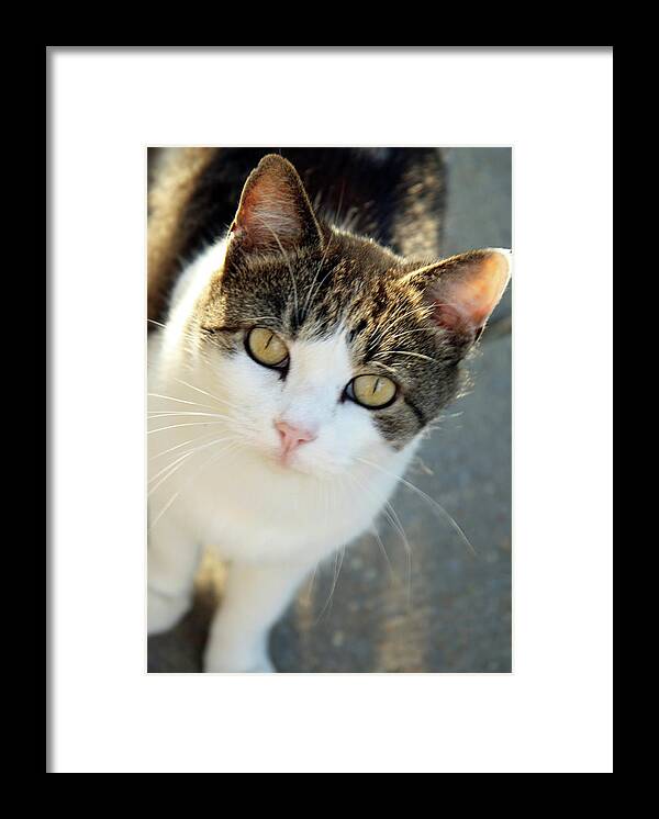 Cat Framed Print featuring the photograph Cat Eyes by Cora Wandel