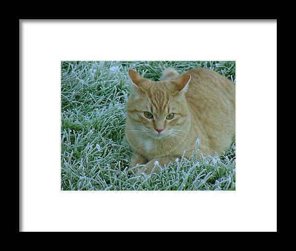 Green Framed Print featuring the photograph Cat in Frosty Grass by Shirley Heyn