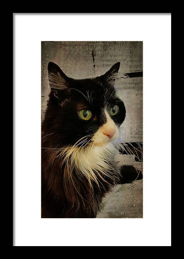 Cat Framed Print featuring the photograph Cat by Judy Hall-Folde