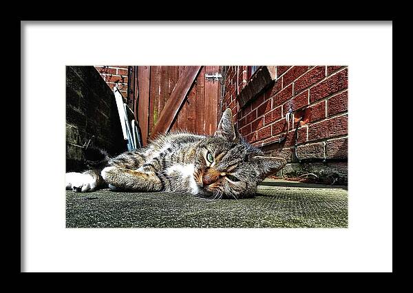 Moustache Framed Print featuring the photograph Cat life by Pedro Fernandez