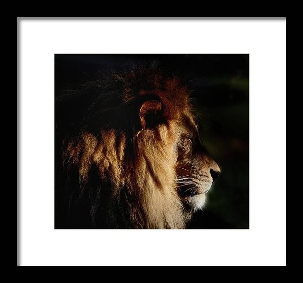 Male Lion Profile Framed Print featuring the photograph Cat Nap for a King by Debra Sabeck