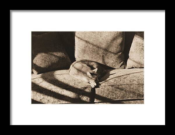 Cat Framed Print featuring the photograph Cat Nap by Geoff Jewett