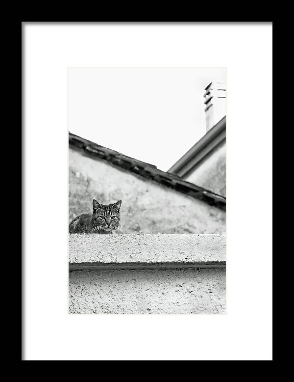 Cat Framed Print featuring the photograph Cat on a Roof, Varenna by Brooke T Ryan