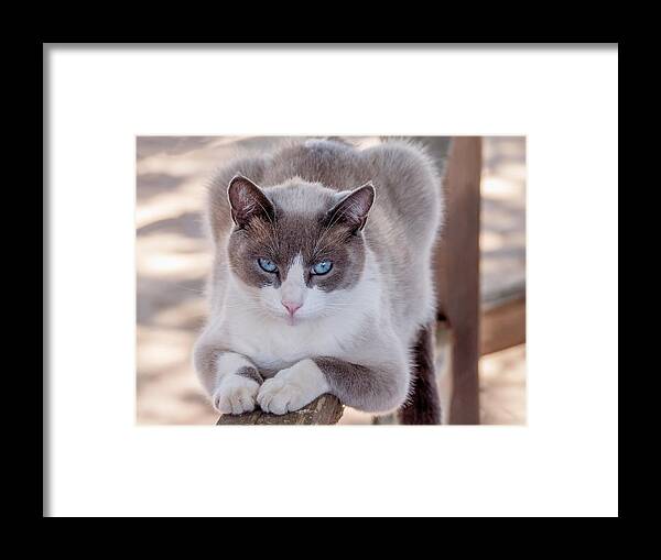 Cat Framed Print featuring the photograph Cat on a Wooden Fence by Derek Dean