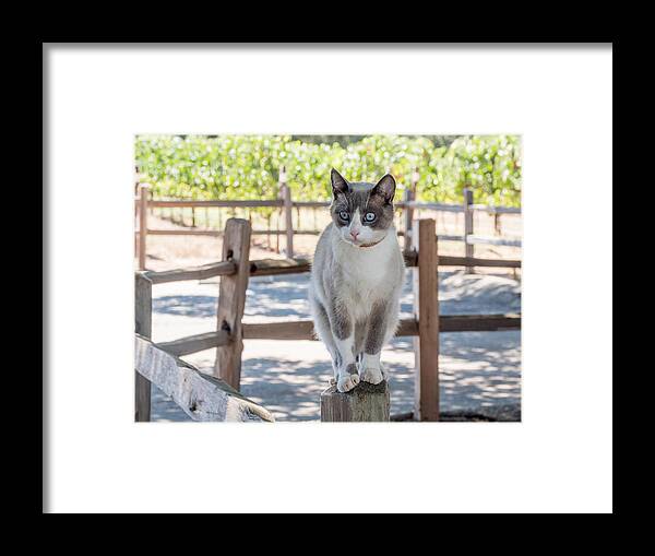 Cat Framed Print featuring the photograph Cat on a Wooden Fence Post by Derek Dean