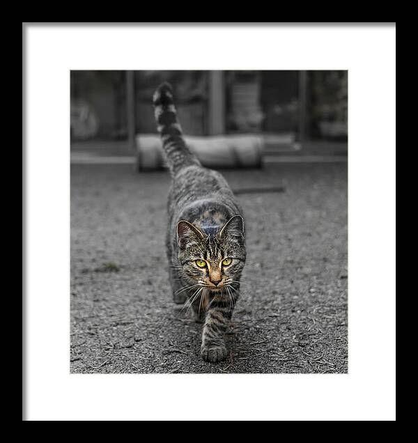 Cat Framed Print featuring the photograph Cat on the Prowl by Rick Deacon