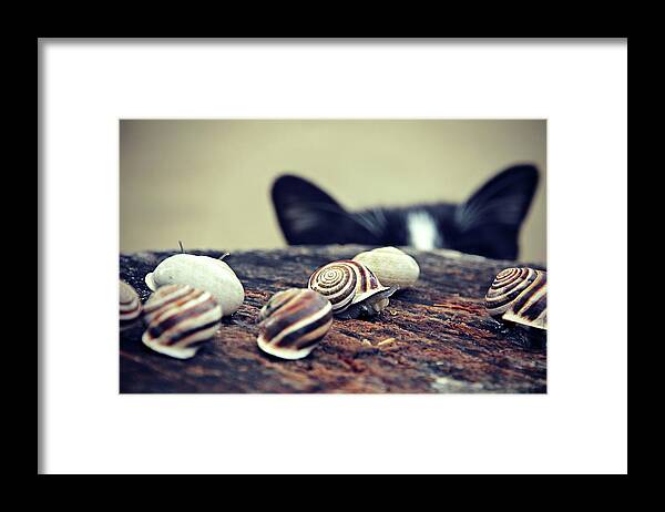 Cat Framed Print featuring the photograph Cat Snails by Trish Mistric