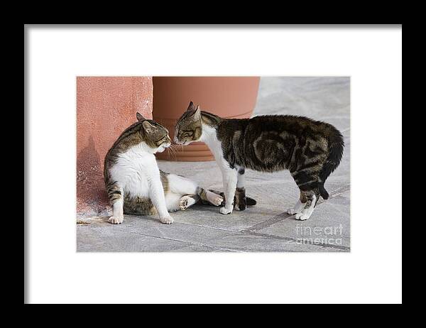 Cat Framed Print featuring the photograph Cat Staring Contest by Jean-Louis Klein & Marie-Luce Hubert