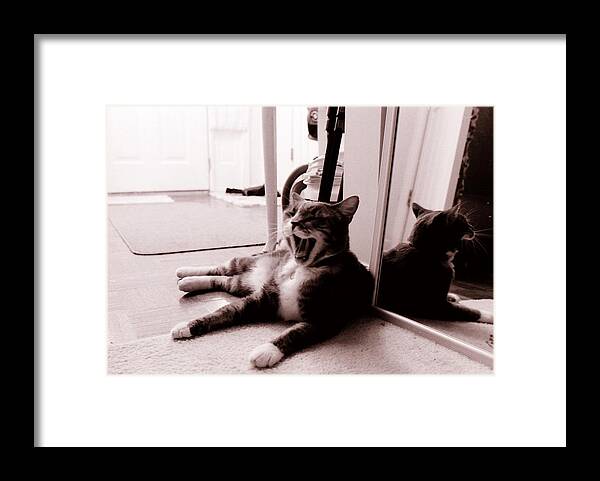 Cat Yawn Framed Print featuring the photograph Cat Yawn by Katherine Huck Fernie Howard
