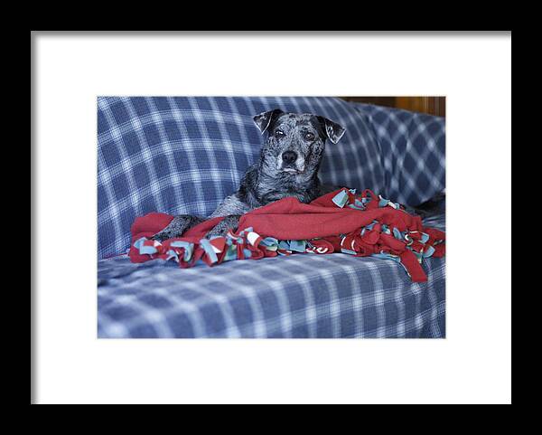 Catahoula Leopard Dog Framed Print featuring the photograph Catahoula Leopard Dog in blue by Valerie Collins