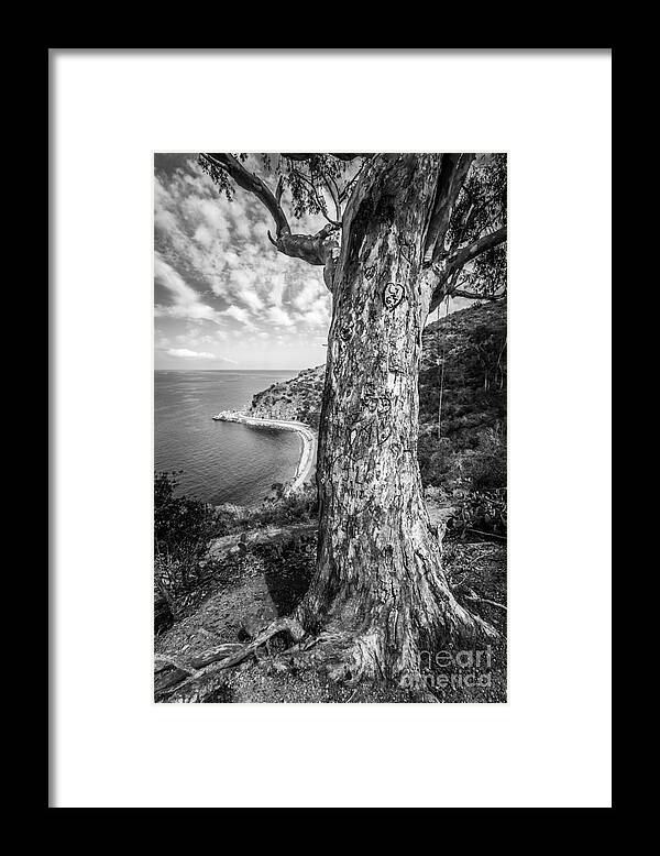 America Framed Print featuring the photograph Catalina Island Lover's Cove Tree in Black and White by Paul Velgos