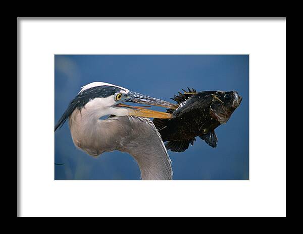Great Blue Heron Framed Print featuring the photograph Catch of the Day by John Harmon