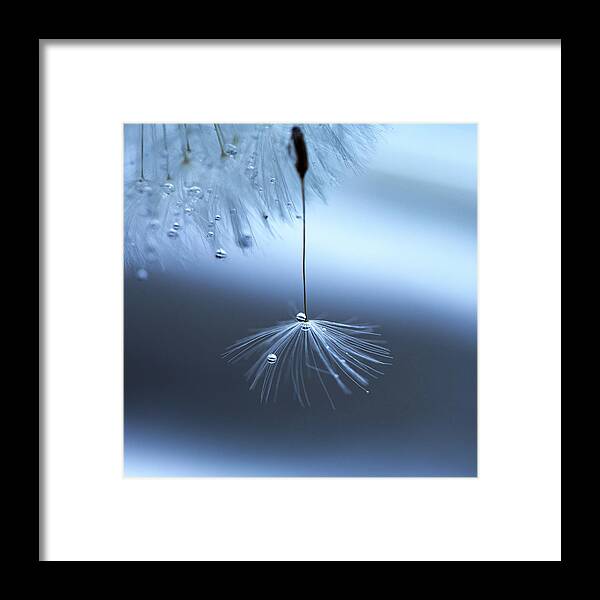 Dandelion Framed Print featuring the photograph Catching a Rid by Rebecca Cozart