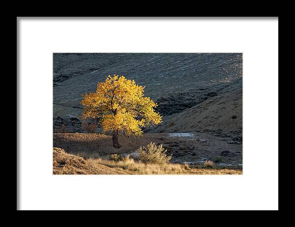 Cottonwood Framed Print featuring the photograph Catching Last Rays by Denise Bush