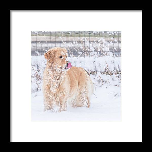 Golden Retriever Framed Print featuring the photograph Catching Snowflakes by Jennifer Grossnickle