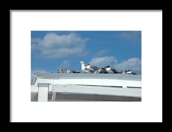 Seagulls Framed Print featuring the photograph Catching Some Rays by Frank Mari