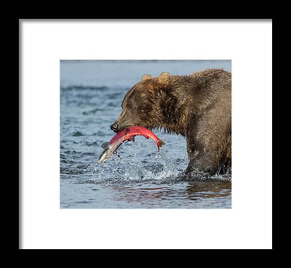 Alaska Framed Print featuring the photograph Catching the Prize by Cheryl Strahl