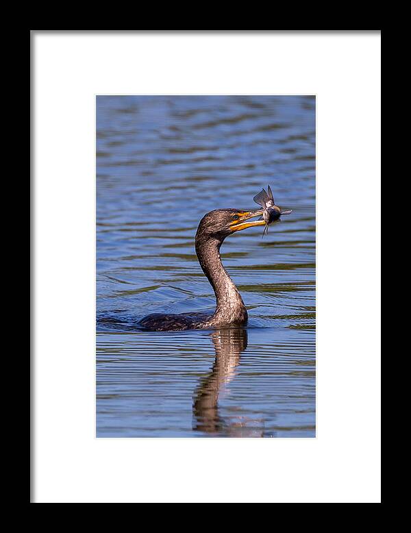 Florida Framed Print featuring the photograph Catfish Dinner by Paul Schultz