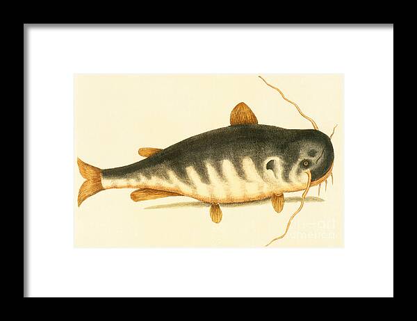 Catfish Framed Print featuring the painting Catfish by Mark Catesby
