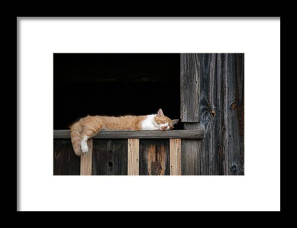 Sleeping Framed Print featuring the photograph Catnap Zone by Jeff Abrahamson