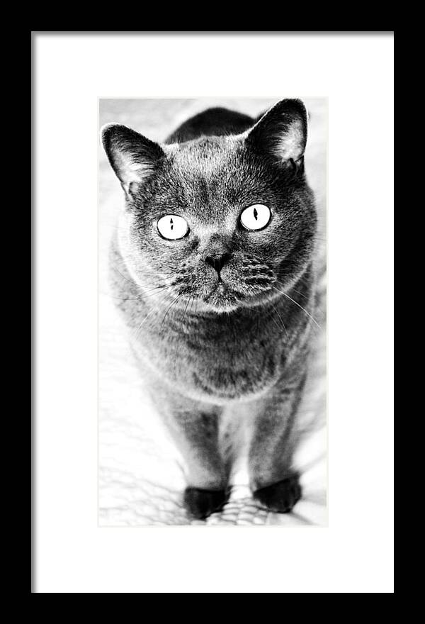 Cat Framed Print featuring the photograph Cat's Eyes in Black and White by Nina-Rosa Dudy