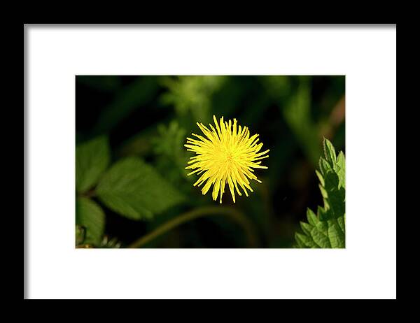 Catsear Framed Print featuring the photograph Catsear flower. by Elena Perelman