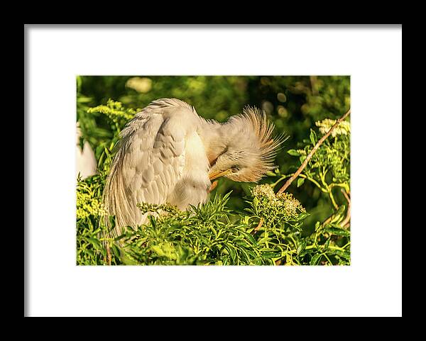 Florida Framed Print featuring the photograph Cattle Egret preening by Jane Luxton