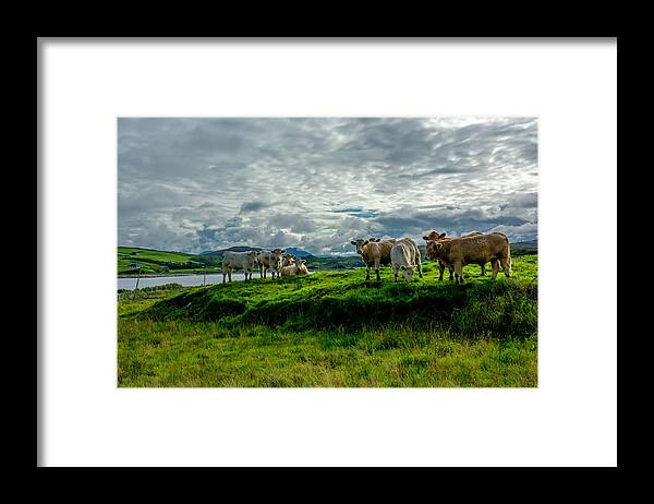 Ireland Framed Print featuring the photograph Cattle On Pasture In Ireland by Andreas Berthold