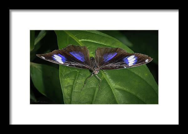 Butterfly Framed Print featuring the photograph Cattleheart by Robert Culver