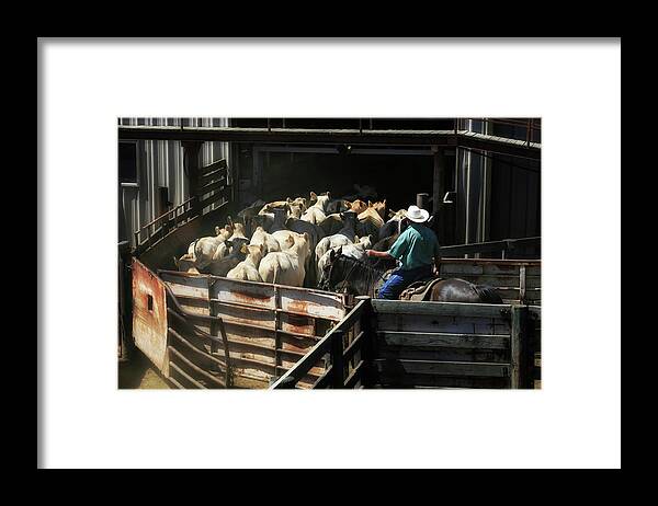 Cattles Auction Framed Print featuring the photograph Cattles Auction by Micah Offman