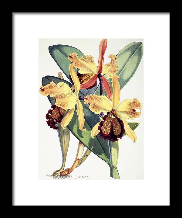 Orchid Framed Print featuring the painting Cattleya Dowiana by Walter Hood Fitch