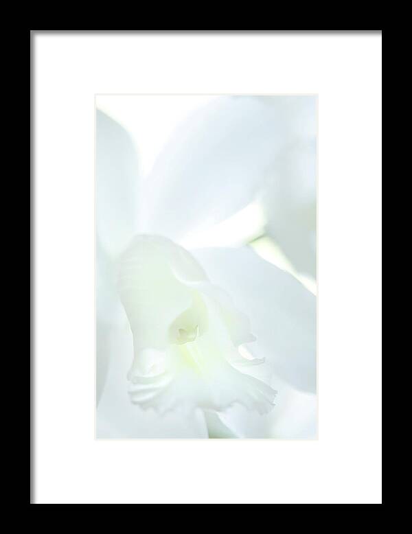 Blossom Framed Print featuring the photograph Cattleya Orchid #1 by George Robinson
