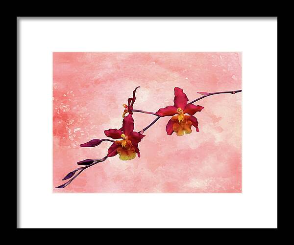 Orchid Framed Print featuring the mixed media Cattleya Spray on Grunge by Rosalie Scanlon