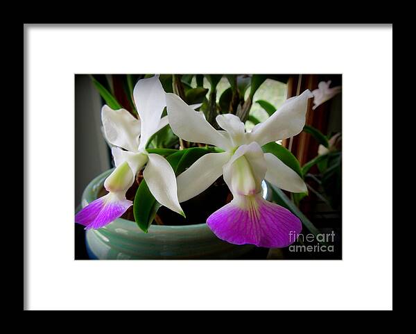 Cattleya Framed Print featuring the photograph Cattleya walkeriana semi-alba 'Carmela' orchid by Renee Trenholm