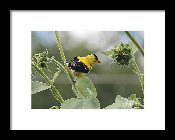 Birds Framed Print featuring the photograph Caution by Yumi Johnson