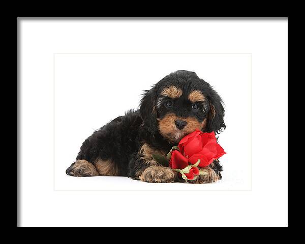 Cavapoo Framed Print featuring the photograph Cavapoo with Red Rose by Warren Photographic