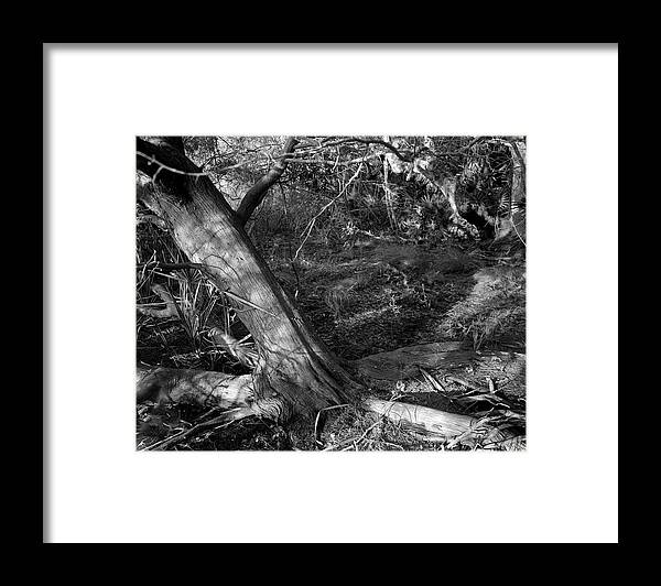 Guana River Framed Print featuring the photograph Cedar and swamp by John Simmons