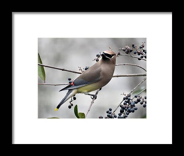 Kathy Long Framed Print featuring the photograph Cedar Waxwing 1 by Kathy Long