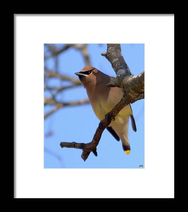 Wildlife Framed Print featuring the photograph Cedar Waxwing by John Benedict