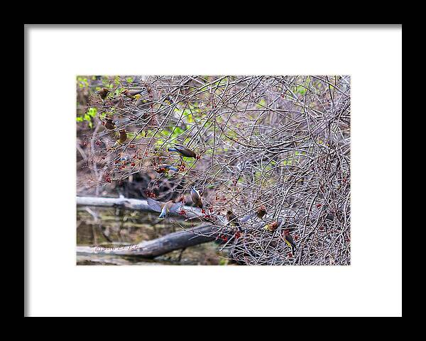 Heron Heaven Framed Print featuring the photograph Cedar Waxwings Feeding 2 by Ed Peterson