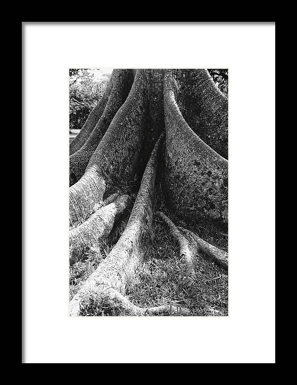 Abstract Framed Print featuring the photograph Ceiba Root by George Oze